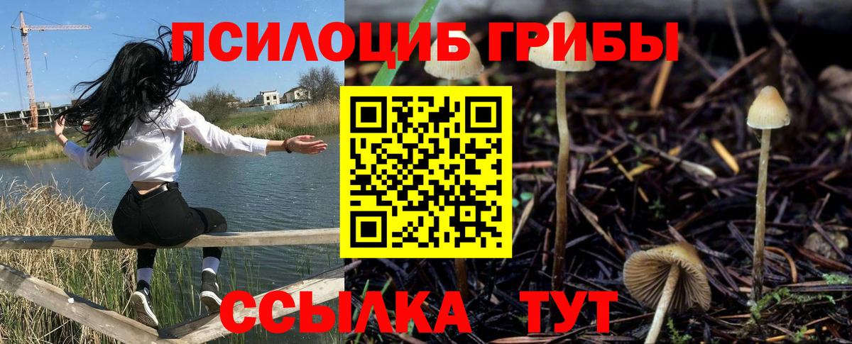 Псилоцибиновые грибы Cubensis Киров